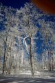 Ice covered trees.JPG